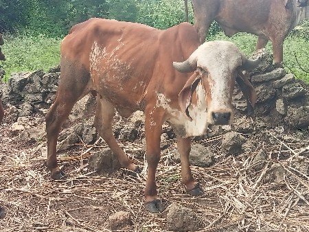 ગીર કાબરી હોડકીયુ