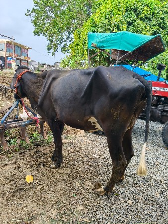 ગીર ક્રોશ