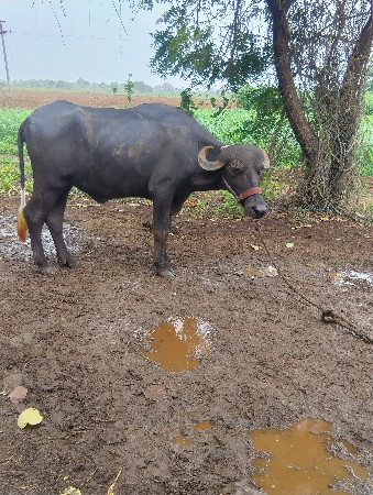 ખડેલી વેસવાનીછે