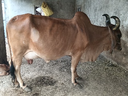 ગાય વેસાવ