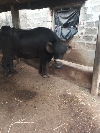 ભેસવૅચવાનીછેતિજૃવૅતર