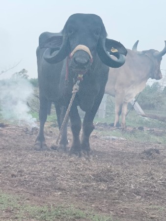 ખળેલી વેચવાની છે