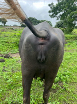 ભેંસ વેચવાની છે