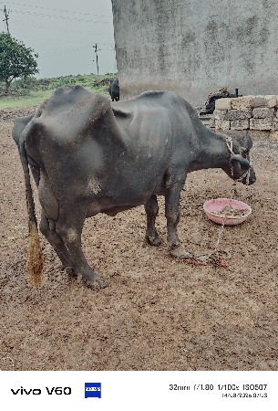 ભેંસ વેચવાની છે
