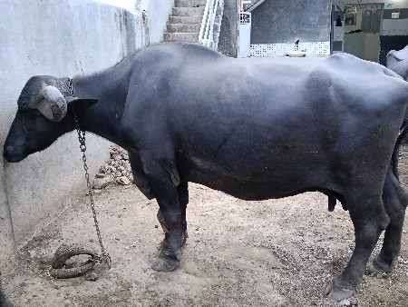 ભેંસ વેચવાની છે