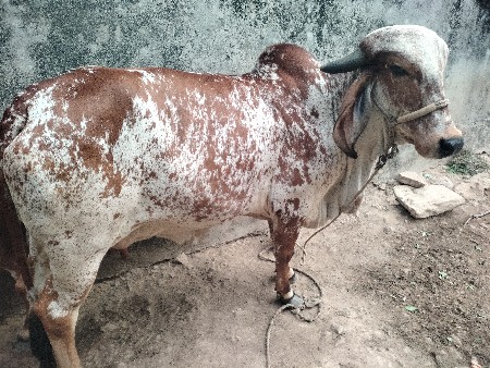 ગીર ગાય વેચવાની છે
