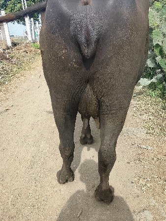 ભેસ