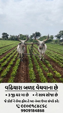 બળદ વેચવાના છે