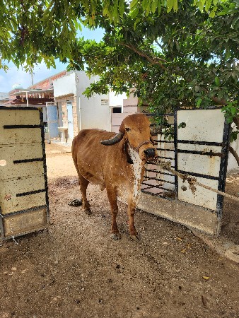 ગીર ગાય