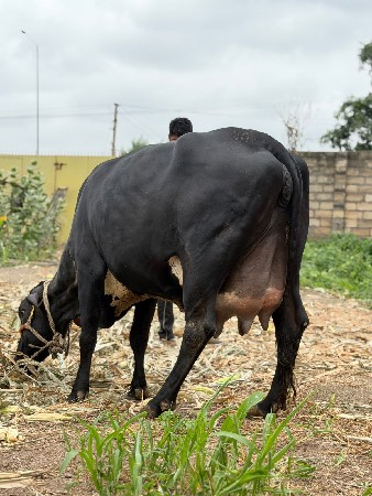 ગીર લેંડો 2 દિવશ ની કાચી