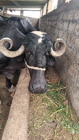પારેટી ભેંસ વેચવાની છે
