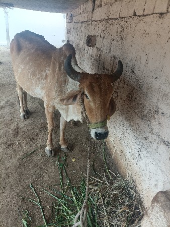 ૨ ગાય ૧ હોડકી વેચવાની છે.