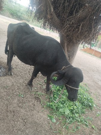 વેચવા ને છે