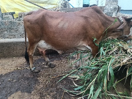 દૂધ પણ આ પે સે 4.5 લીટર