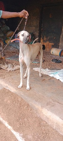આ કૂતરો વેચવાનો છે