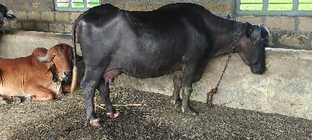 ભેંસ વેચવાની છે