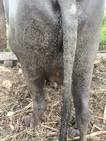 1 વેતર ખડેલી વેસવાની છે