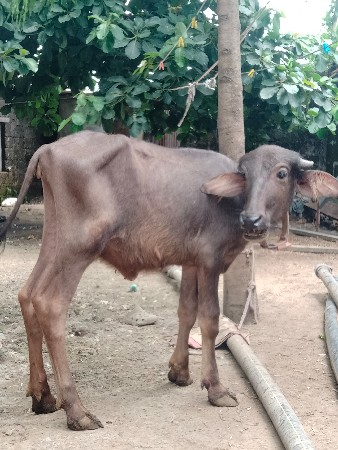 પાડી વેચવાની છે વરસ દિવસ નહિ