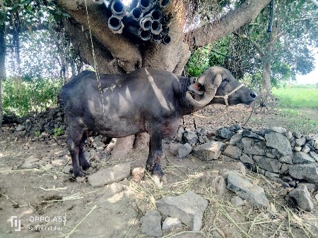 ભેંસ વેચવા ની છે