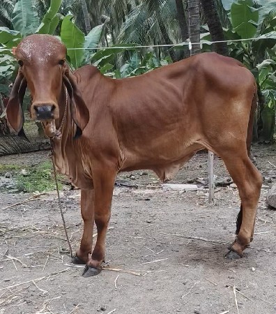gir vasdi 2 bhegi aapvani 6
