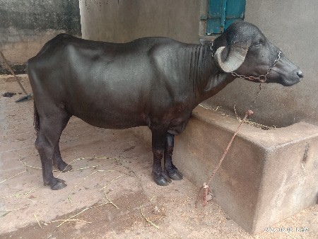 ભેંસ વેચવાની છે
