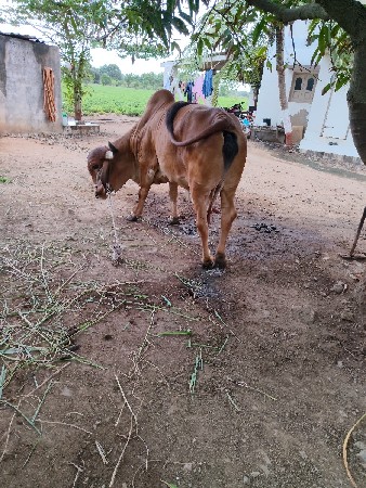 વેચવાની છે