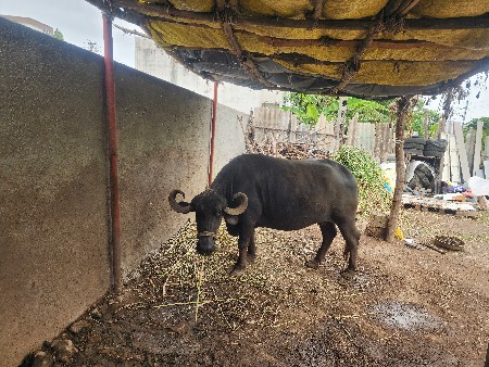 2 જૂ વેતર વ્યાસે ઉંચાઈલબાઈ પૂરી
