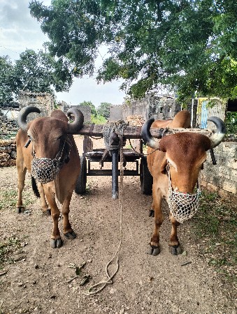 બળદ વેચવાના છે