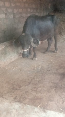 બીજું વેતર વાનું