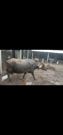ભેંશ વેચવાની છે