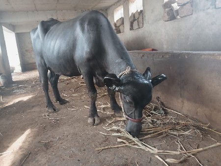 ભેસ વેસવાની છે