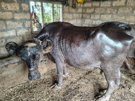 એકદમ સારી ભેંસ છે