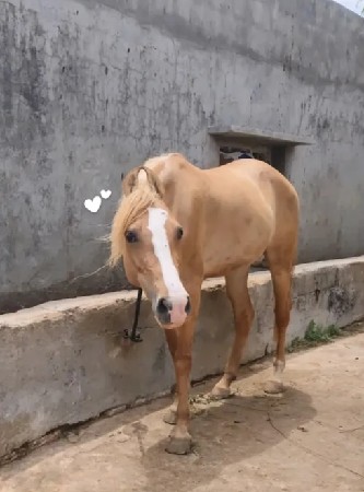 કાઠીયાવાડીપ્યોર વછેરો લેવાનોછે