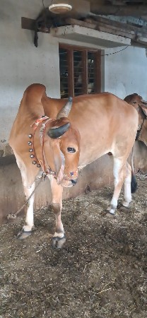 બળદ વેચવાના છે.3 ધરના છે.