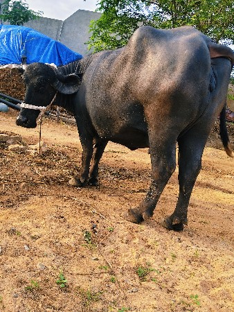 બીજા વેતર મા