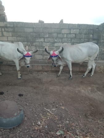 બળદ વેચવાનો છે