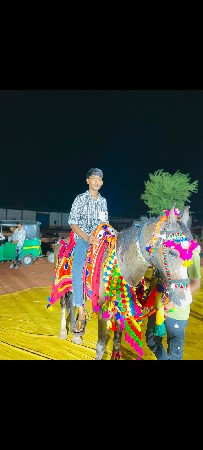 આઘોડી વેચવાનીછે બાલભમરી નીચોખી
