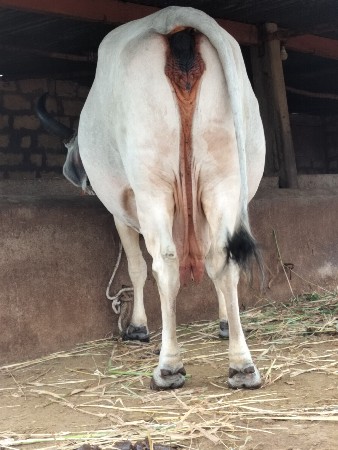 ગાય દેવાનિછે