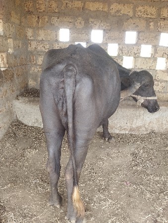 વેચવાની છે.
