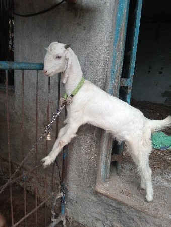 ગૂલાબી બકરી વેચવા ની છે