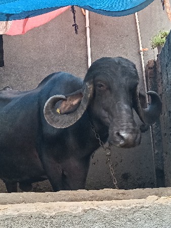 બે ભેંસ વેચવાની છે