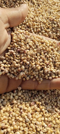 જ્વાર નું બિયારણ