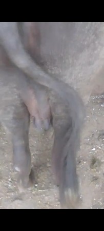 બીજું વેતર ભેંસ વેચવાની સે