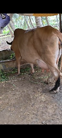 ગાય વેશવા ની