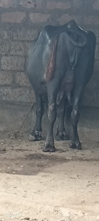 ભેંસ વેચવાની છે પહેલુ વેતર