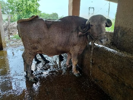 ભૂરી ભેંસ વેચવાની છે