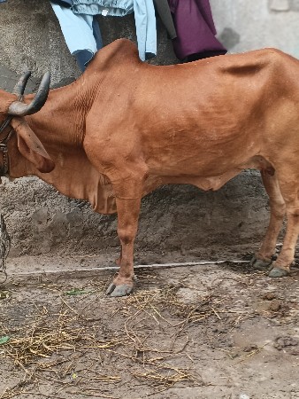દેશી ગીર ગાય