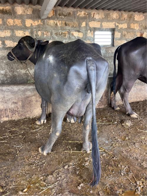 ભેંશ વેચવાની છે