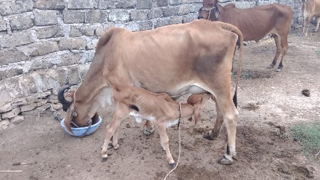 આદતપુરા ગામ