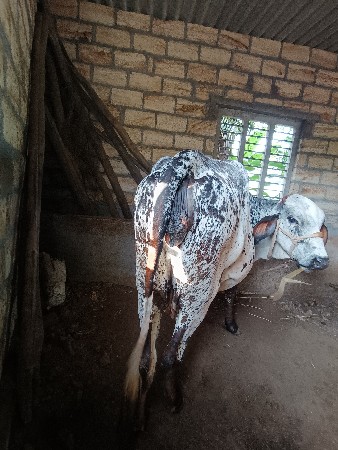 સોલંકી પરબતભાઈ દેવાભાઈ